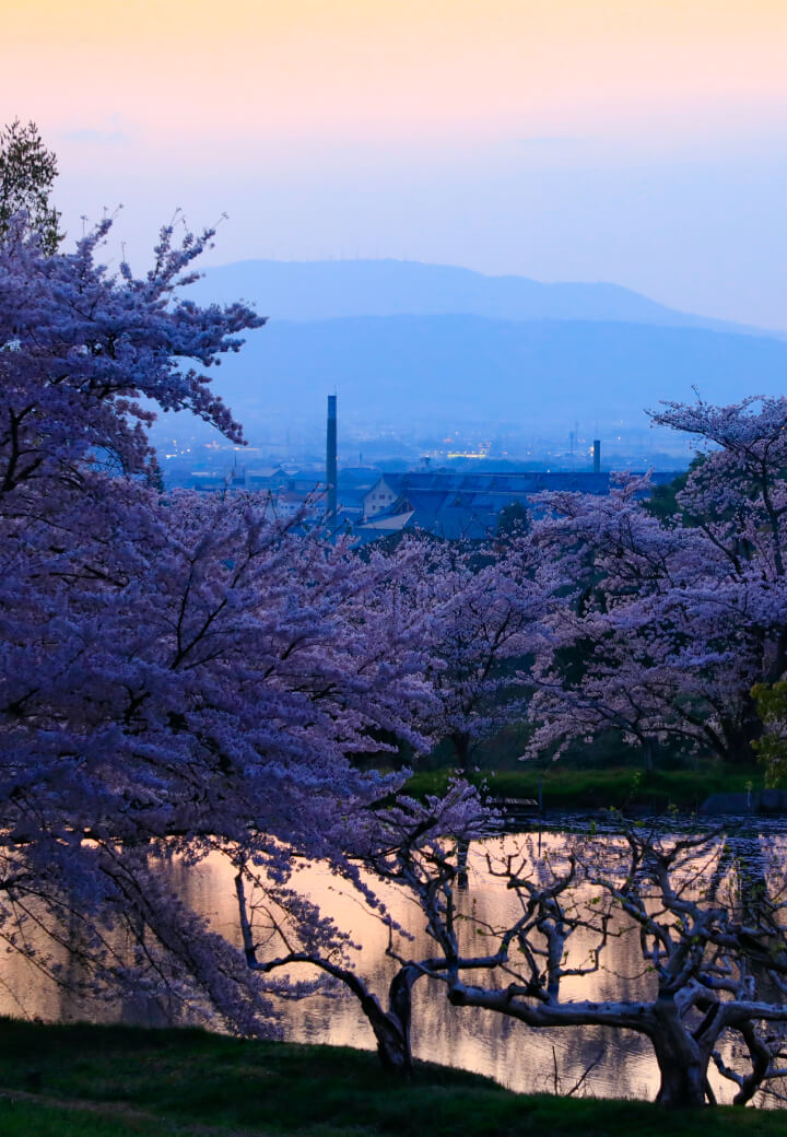 神殿南東・内山永久寺跡<br>薄闇の桜越しに望む親里