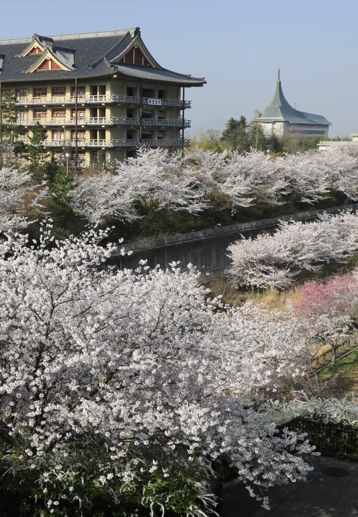 神殿南側・陸橋から<br>布留川を覆う桜並木
