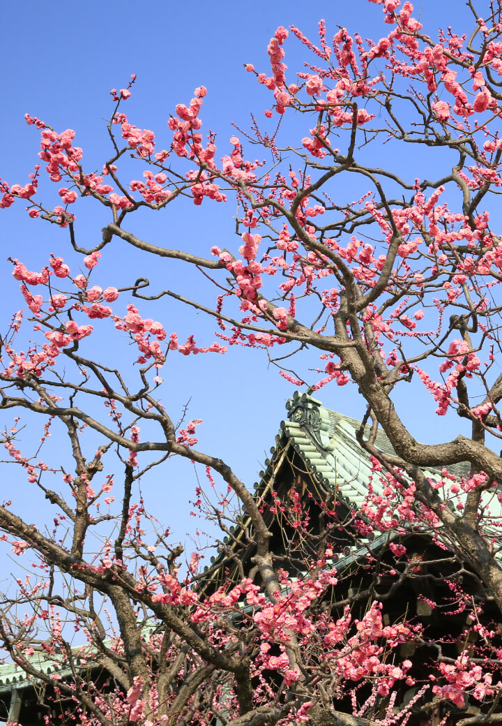 神殿北側・教祖殿前<br>春霞に紅差す梅の花