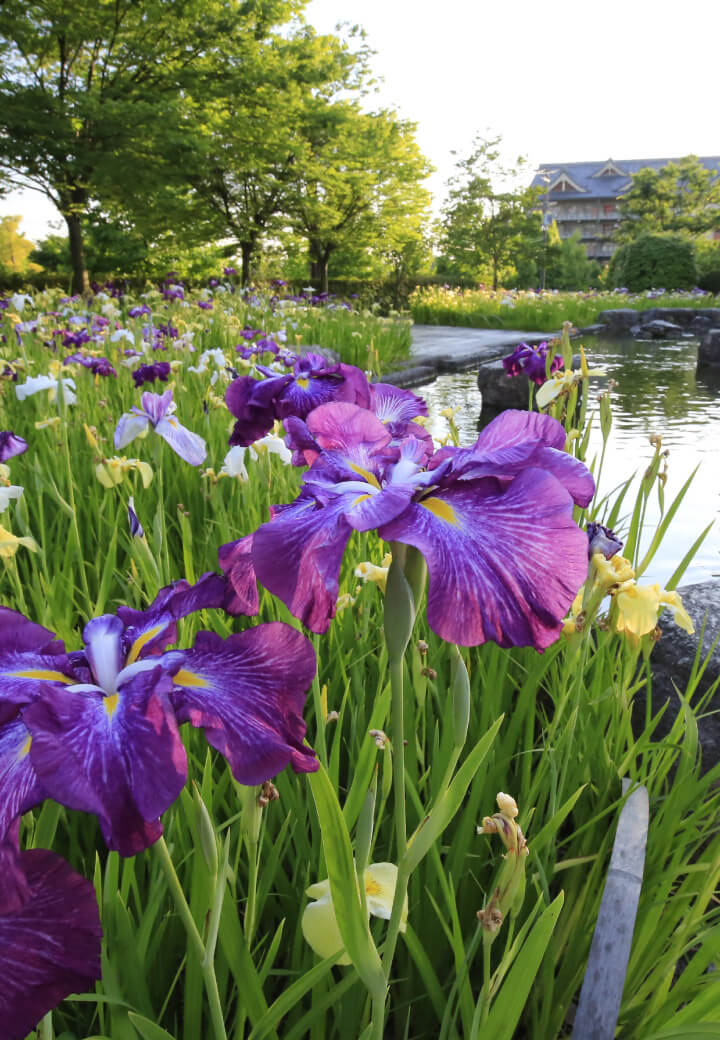 神殿西側・広場<br>水辺に群れ咲く花菖蒲