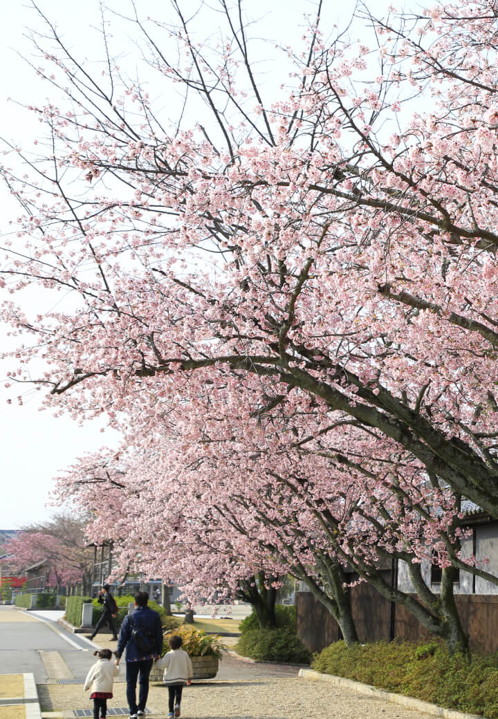 神殿東側・東筋<br>春告げる早咲きの熱海桜