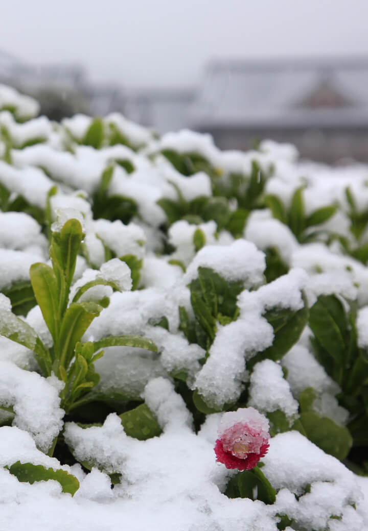 神殿東側・広場<br>雪から顔を出すガーベラ