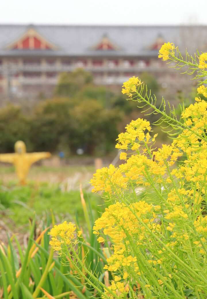 神殿北側・あぜ道<br>あぜに群れ咲く菜の花