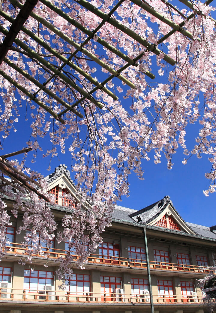 神殿東側・広場<br>青空にしだる薄紅の桜