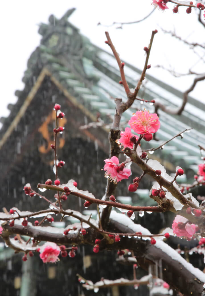 神殿北側・教祖殿前<br><ruby><rb>凛</rb><rp></rp><rt>りん</rt><rp></rp></ruby>と咲く紅梅