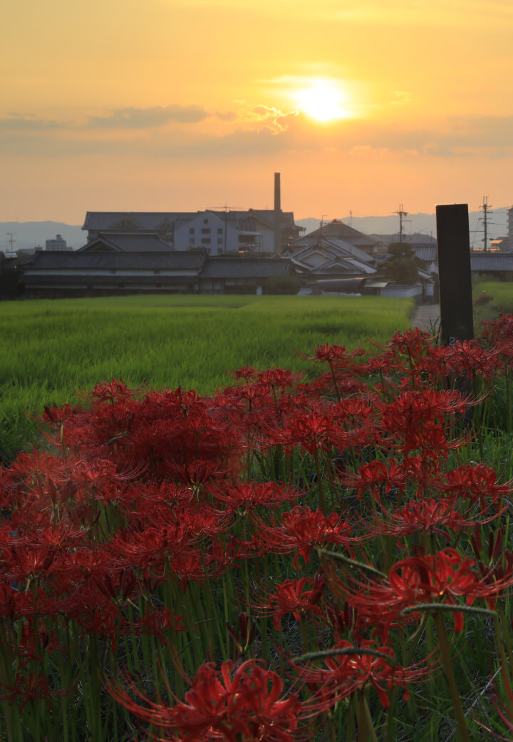 神殿北側・田園<br>あぜ道に咲くヒガンバナ