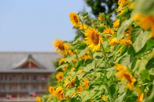 20150810YAM01