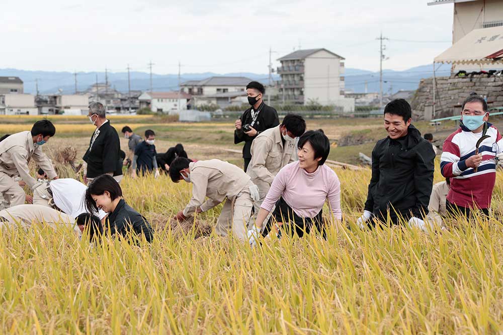 はるえ様と大亮様ご夫妻は、たわわに実った稲を刈り取られた（１０月２２日、天理高農事部杣之内農場で）