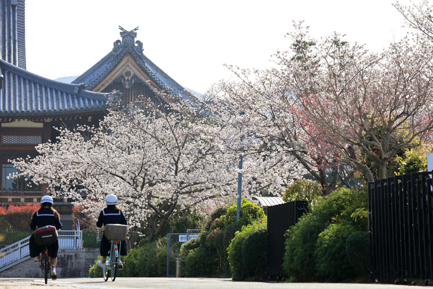 20230328西駐輪場付近の桜_NZA0967