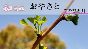 おやさと　このひと月