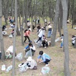 「白砂青松100選」に選ばれた「千本浜公園」(静岡県沼津市)では、静岡教区駿豆支部の教友らがひのきしんを実施。松林や海岸で清掃などに汗を流した(2015年4月29日)